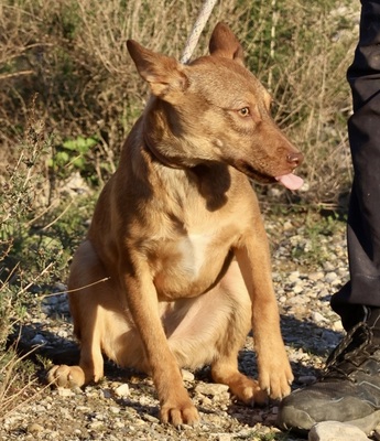 Hercules, Mix - Rüde