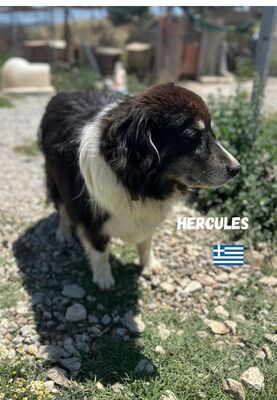 Herkules, Hirtenhund-Mix - Rüde