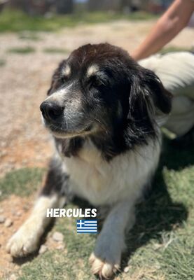 Herkules, Hirtenhund-Mix - Rüde