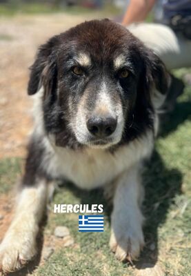 Herkules, Hirtenhund-Mix - Rüde