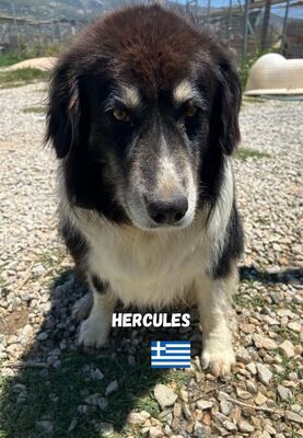 Herkules, Hirtenhund-Mix - Rüde
