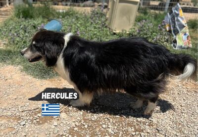 Herkules, Hirtenhund-Mix - Rüde