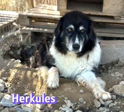 Herkules, Mischling - Rüde