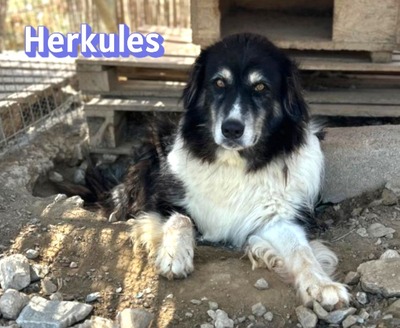 Herkules, Mischling - Rüde