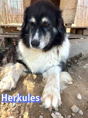 Herkules, Mischling - Rüde