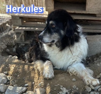 Herkules, Mischling - Rüde