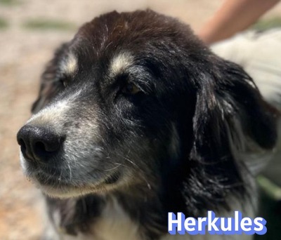 Herkules, Mischling - Rüde