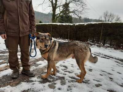 Hermann, Tschechischer Wolfshund- Rottweiler - Rüde