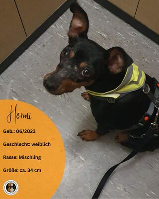 Hermi