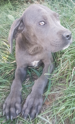 Hermine, Cane Corso Welpen - Hündin