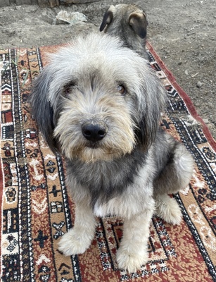 Hermine, Mix - Hündin