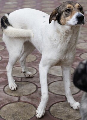 Hermine, Straßenhund Mischling - Hündin