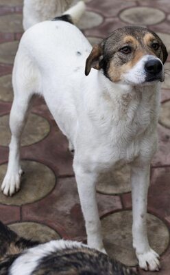 Hermine, Straßenhund Mischling - Hündin