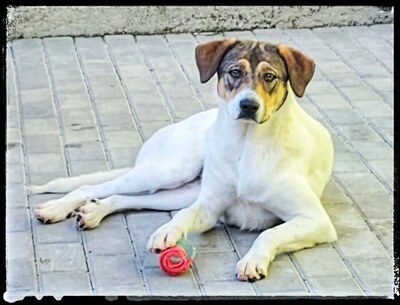 Hermine, Straßenhund Mischling - Hündin