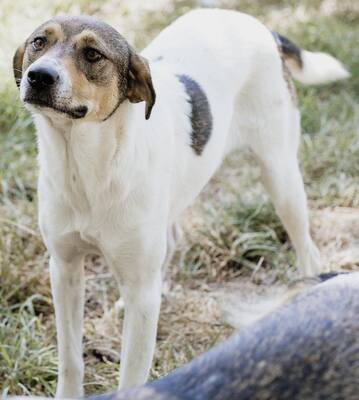 Hermine, Straßenhund Mischling - Hündin