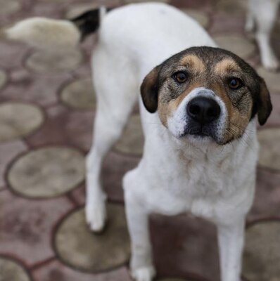 Hermine, Straßenhund Mischling - Hündin