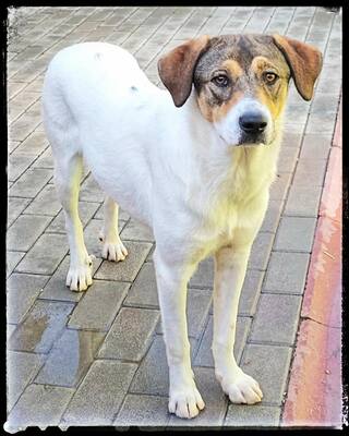 Hermine, Straßenhund Mischling - Hündin