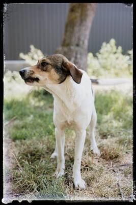 Hermine, Straßenhund Mischling - Hündin