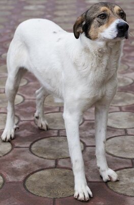 Hermine, Straßenhund Mischling - Hündin