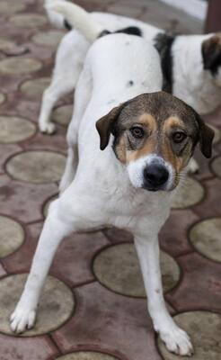 Hermine, Straßenhund Mischling - Hündin