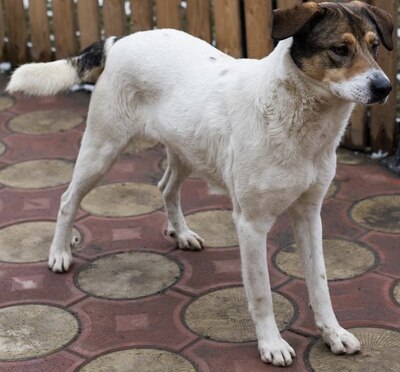 Hermine, Straßenhund Mischling - Hündin