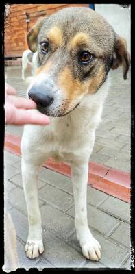 Hermine, Straßenhund Mischling - Hündin