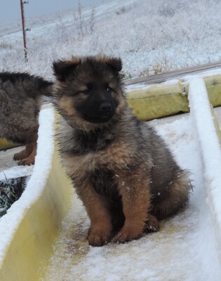 Hero, Deutscher Schäferhund Welpen - Rüde