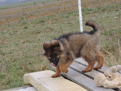 Hero, Deutscher Schäferhund Welpen - Rüde