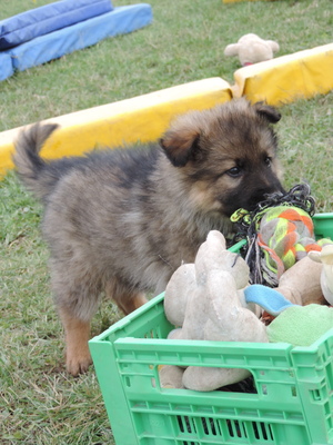 Hero, Deutscher Schäferhund Welpen - Rüde