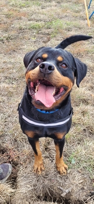 Herve Rottweiler Rüde sucht sein Zuhause