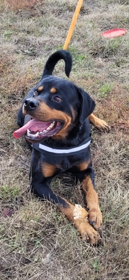 Herve Rottweiler Rüde sucht sein Zuhause, Rottweiler - Rüde