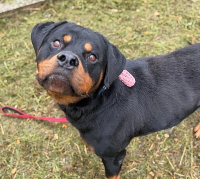 Herve Rottweiler Rüde sucht sein Zuhause, Rottweiler - Rüde