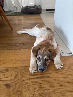 Herzenshündin Foxy sucht ihr Glück