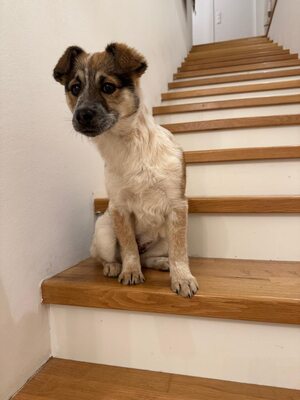 Herzenshündin Foxy sucht ihr Glück, Mischling Welpen - Hündin