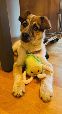 Herzenshündin Foxy sucht ihr Glück, Mischling Welpen - Hündin