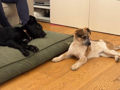 Herzenshündin Foxy sucht ihr Glück, Mischling Welpen - Hündin