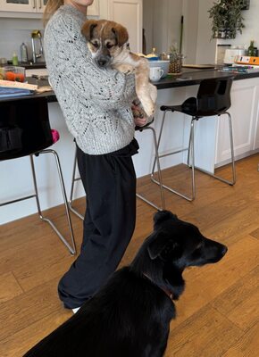 Herzenshündin Foxy sucht ihr Glück, Mischling Welpen - Hündin