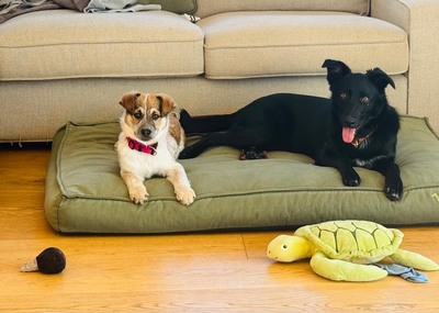 Herzenshündin Foxy sucht ihr Glück, Mischling Welpen - Hündin