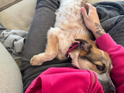 Herzenshündin Foxy sucht ihr Glück, Mischling Welpen - Hündin