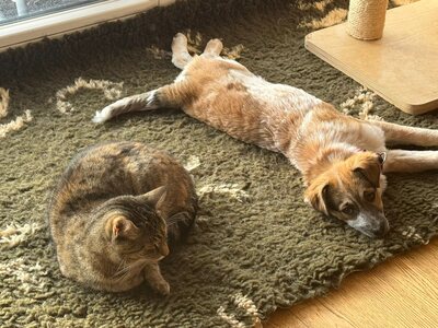 Herzenshündin Foxy sucht ihr Glück, Mischling Welpen - Hündin