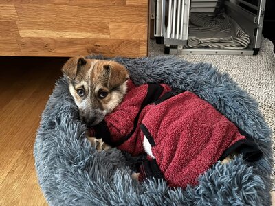 Herzenshündin Foxy sucht ihr Glück, Mischling Welpen - Hündin