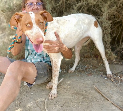 Hesperia, Podenco Andaluz - Mix - Hündin
