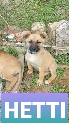 Hetti, unbekannt Welpen - Hündin