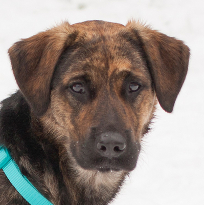 Hilary, Mischling - Hündin