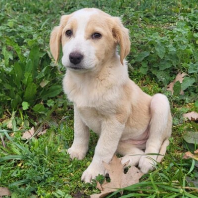 Hilda - hat eine sanfte Art 😘, Mischling Welpen - Hündin