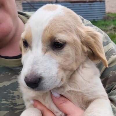 Hilda - hat eine sanfte Art 😘/ Reserviert, Mischling Welpen - Hündin