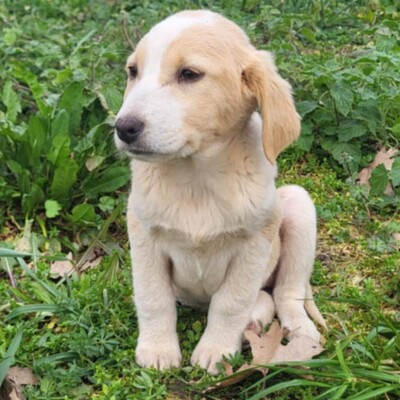 Hilda - hat eine sanfte Art 😘/ Reserviert, Mischling Welpen - Hündin