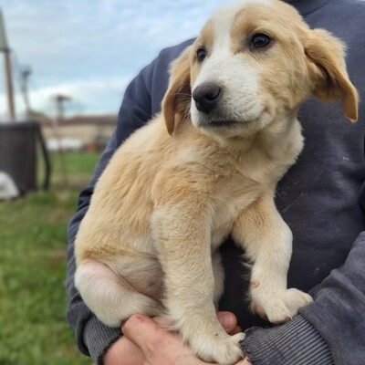 Hilda - hat eine sanfte Art 😘/ Reserviert, Mischling Welpen - Hündin