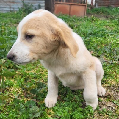 Hilda - hat eine sanfte Art 😘/ Reserviert, Mischling Welpen - Hündin