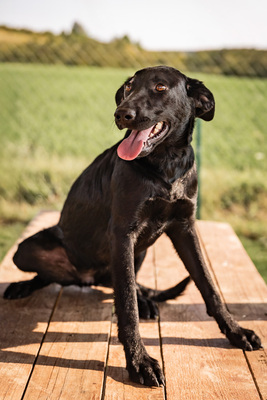 Hilda - menschenbezogen, anhänglich, fröhlich, verschmust, sehr bewegungsfreudig